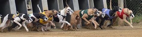 wheeling results|wheeling dog track results for today.